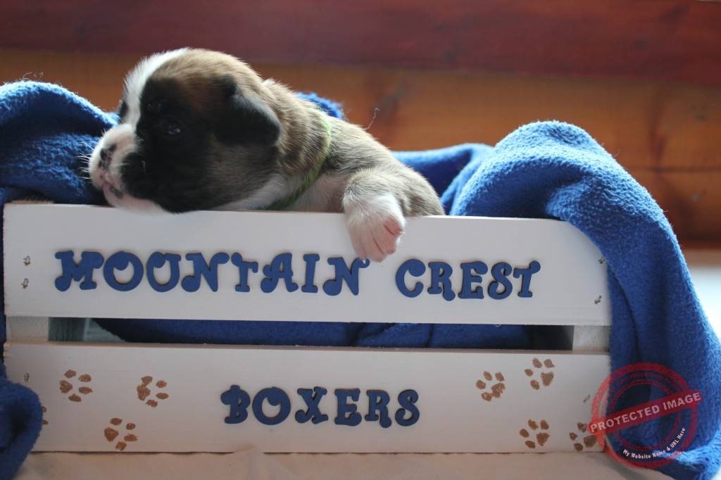 Puppy 1 Box